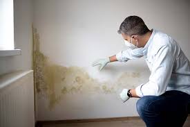 Best Mold Damage Restoration in Gruetli Laager, TN